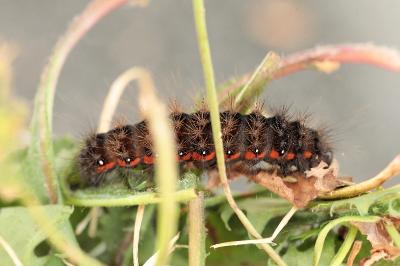 Acronicta menyanthidis
