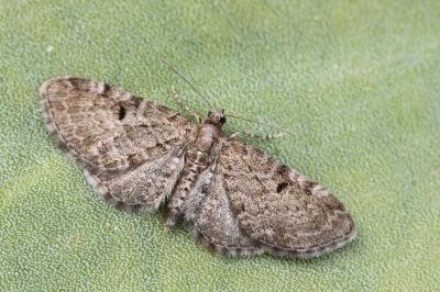 Eupithecia trisignaria