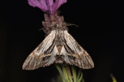 Harpyia milhauseri
