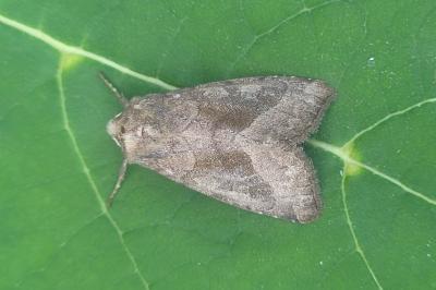 Hydraecia petasitis
