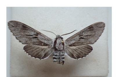<i>Hyloicus pinastri</i>