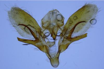 <i>Hyloicus pinastri</i>