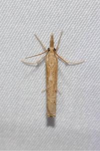 <i>Pediasia contaminella</i>