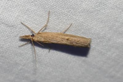 <i>Pediasia contaminella</i>