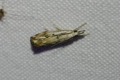 <i>Catoptria falsella</i>