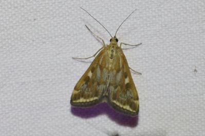<i>Loxostege sticticalis</i>