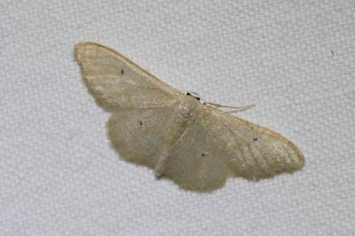 <i>Idaea straminata</i>