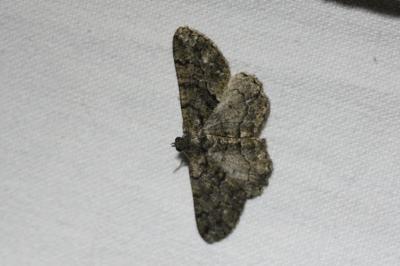 <i>Peribatodes ilicaria ilicaria</i>