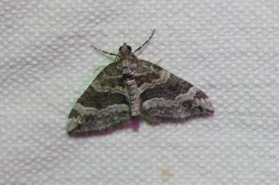 MARTIN