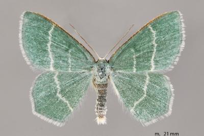 Chlorissa cloraria