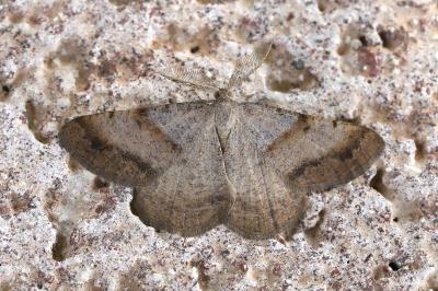 Selidosema plumaria