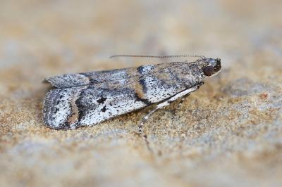 Acrobasis centunculella
