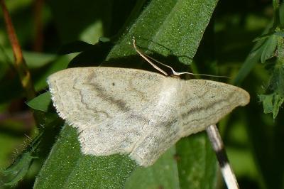 Scopula nigropunctata