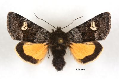 Coranarta cordigera