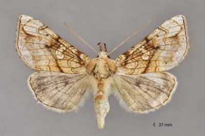Polychrysia moneta