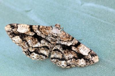 Peribatodes umbraria perumbraria