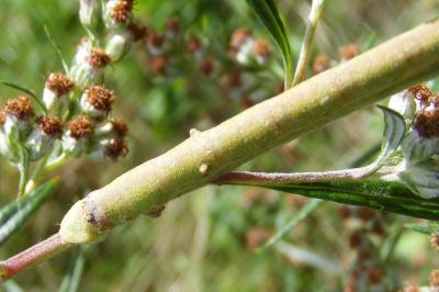 Biston betularia
