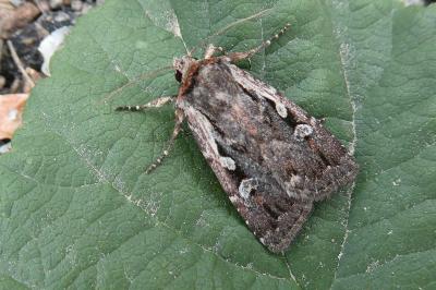 <i>Xestia agathina</i>