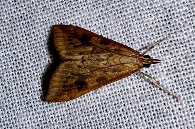<i>Udea ferrugalis</i>