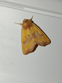 <i>Atethmia centrago</i>