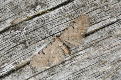 Eupithecia expallidata