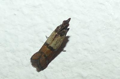 <i>Plodia interpunctella</i>