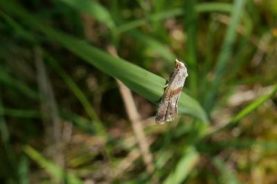 Falseuncaria ruficiliana