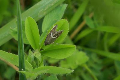 Grapholita lunulana