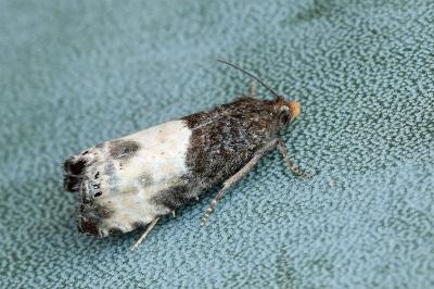 Notocelia cynosbatella