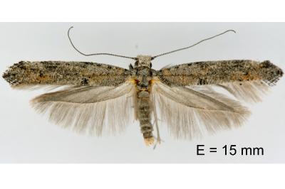 Zelleria oleastrella