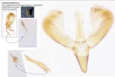Caloptilia robustella