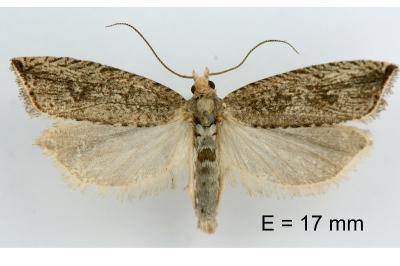 Bactra