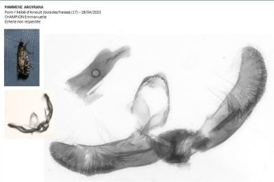 Pammene argyrana