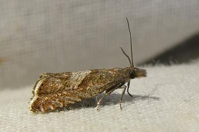 Dichrorampha acuminatana
