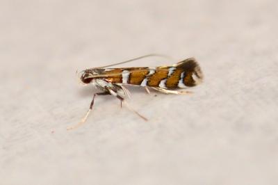 Dialectica imperialella