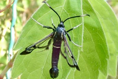 Synanthedon spheciformis