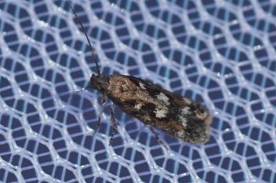 Caryocolum marmoreum marmoreum