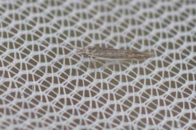 Coleophora scabrida
