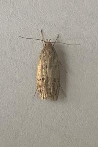 Hofmannophila pseudospretella