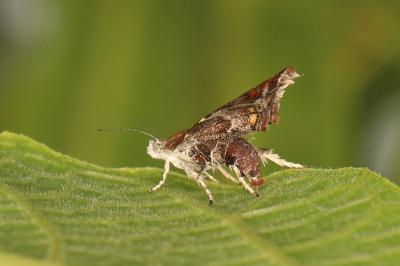 Choreutis nemorana