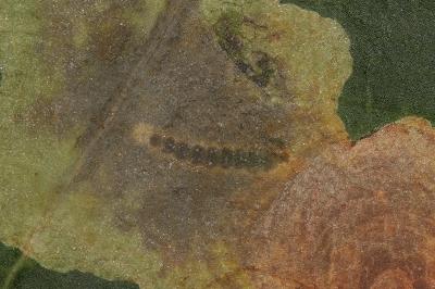Cameraria ohridella
