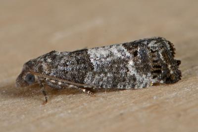 Spilonota laricana