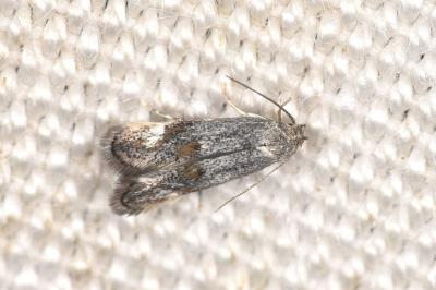 Elachista serricornis