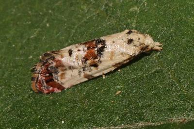 Neocochylis hybridella