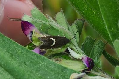 Grapholita lunulana