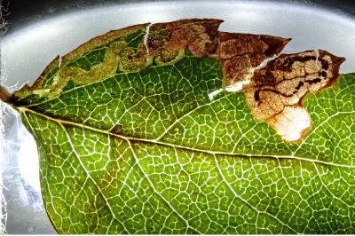 Stigmella nylandriella
