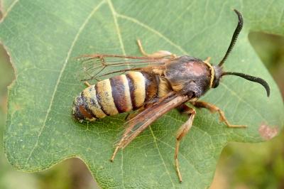 Sesia bembeciformis