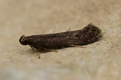 Monochroa lutulentella