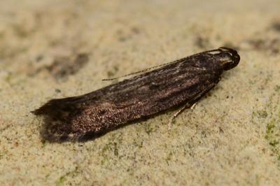 Monochroa lutulentella
