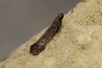 Monochroa lutulentella